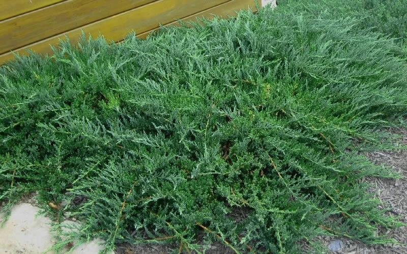 Blue Sargent Juniper - 1 Gallon Pot - Image 4