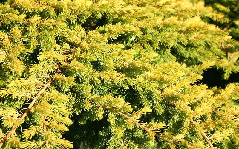 All Gold Golden Pacific Juniper - 3 Gallon Pot - Image 6