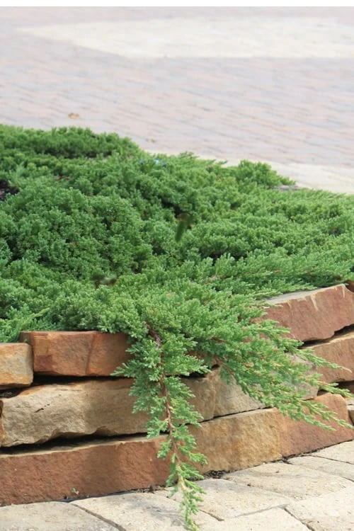 Green Mound Juniper - 6-Pack Of 1 Gallon Pots