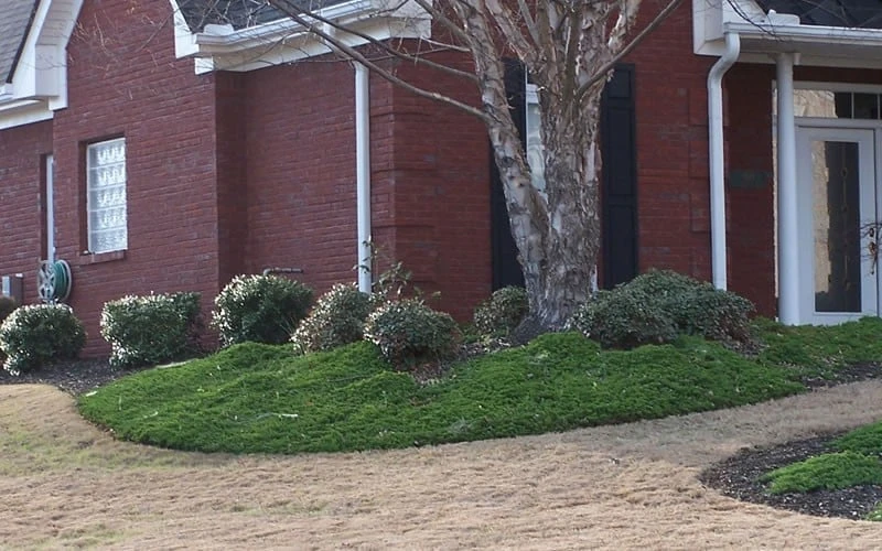 Green Mound Juniper - 1 Gallon Pot - Image 5