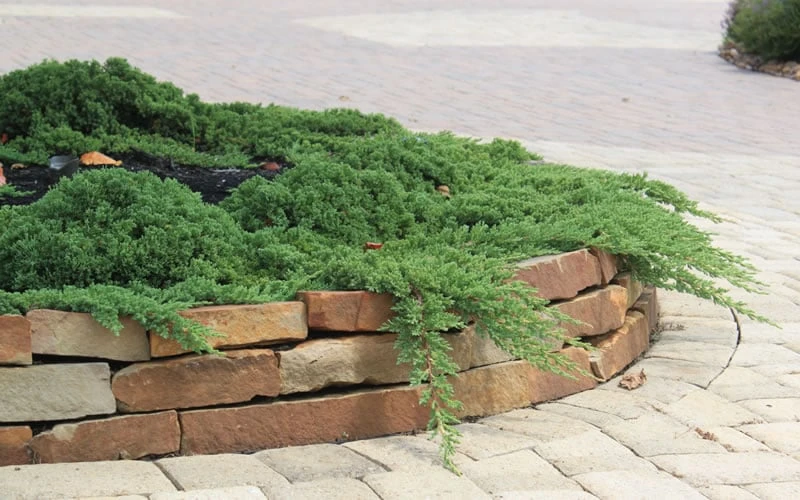 Green Mound Juniper - 1 Gallon Pot - Image 6