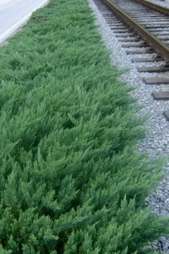 Parsons Juniper - Juniperus Davurica 'Parsonii' - 1 Gallon Pot