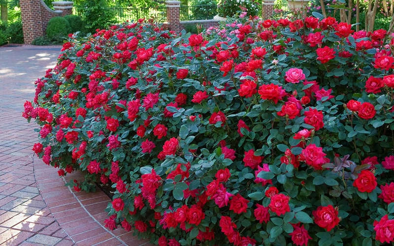 Red Double Knock Out Rose - 2 Gallon Pot - Image 4