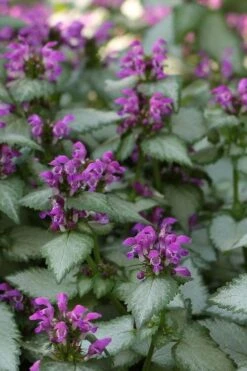Beacon Silver Lamium - 5 Pack Of Pint Pots