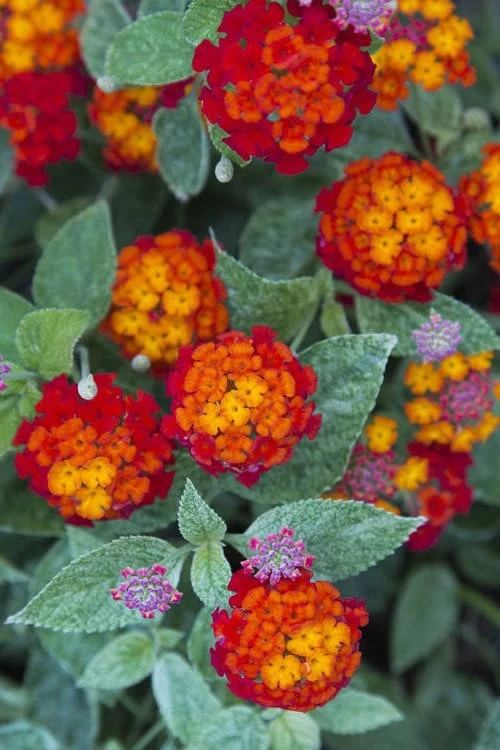 Cosmic Firestorm Lantana - 1 Gallon Pot