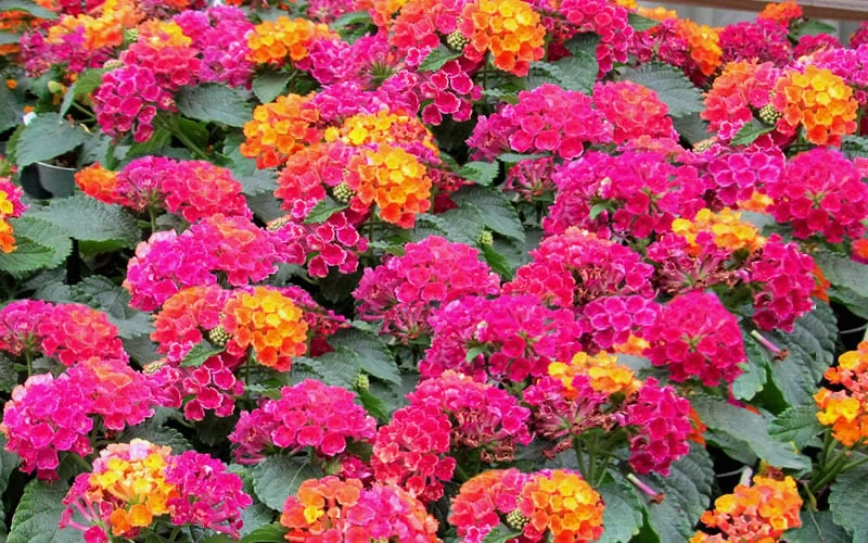 Little Lucky Hot Pink Lantana - 1 Gallon Pot - Image 4