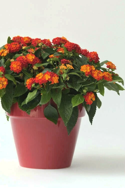 Little Lucky Red Lantana - 5 Pack Of Quart Pots - Image 4