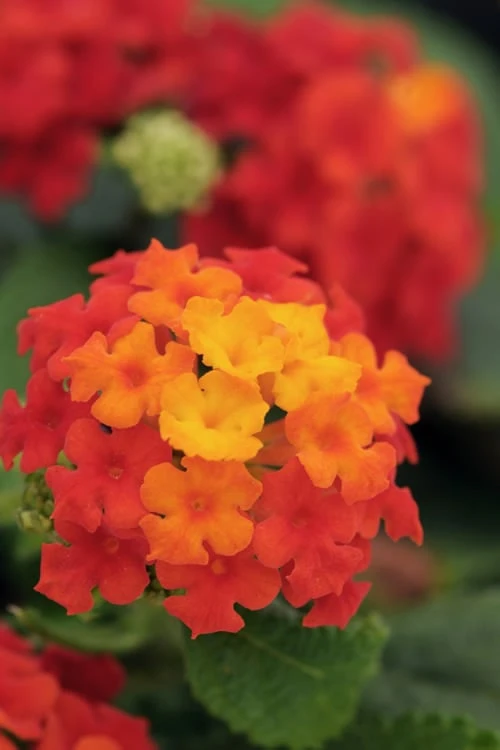 Cosmic Firestorm Lantana - 1 Gallon Pot - Image 4
