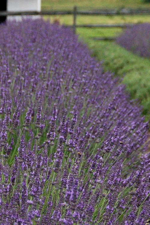 Phenomenal Lavender - 10" Patio Pot - Image 6