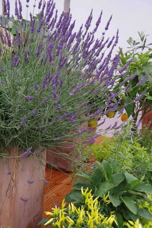 Phenomenal Lavender - 10" Patio Pot - Image 5