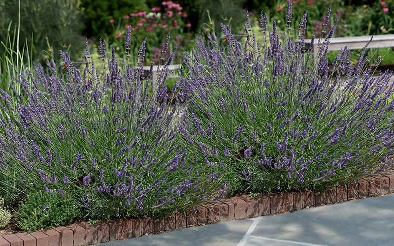 Phenomenal Lavender - 10" Patio Pot - Image 4