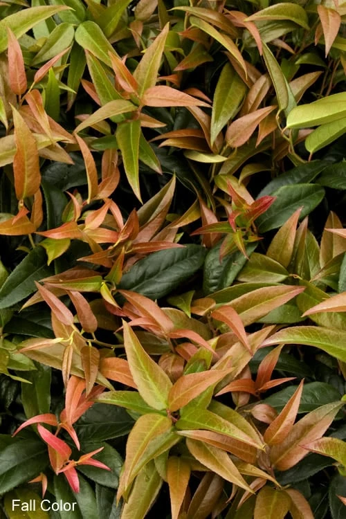 Scarletta Fetterbush - Leucothoe Fontanesiana 'Zeblid' - 3 Gallon Pot - Image 4
