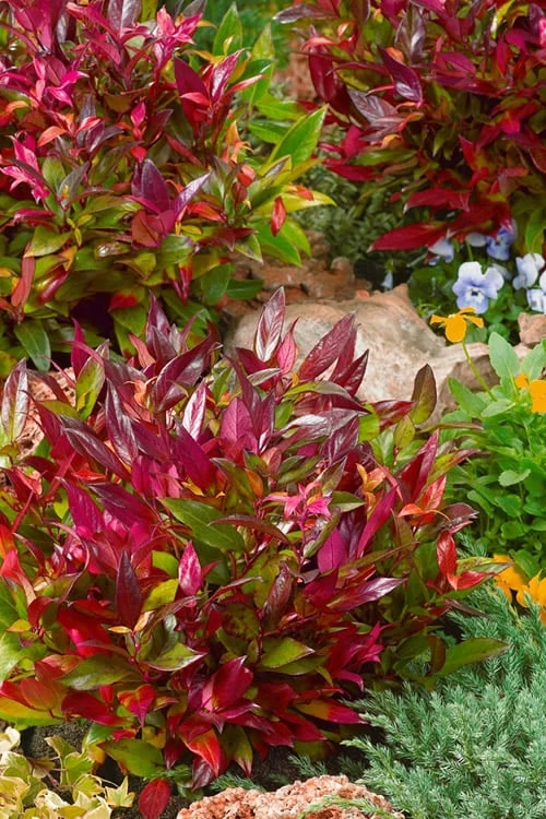 Scarletta Fetterbush - Leucothoe Fontanesiana 'Zeblid' - 3 Gallon Pot - Image 6