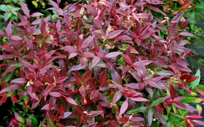 Scarletta Fetterbush - Leucothoe Fontanesiana 'Zeblid' - 3 Gallon Pot - Image 5