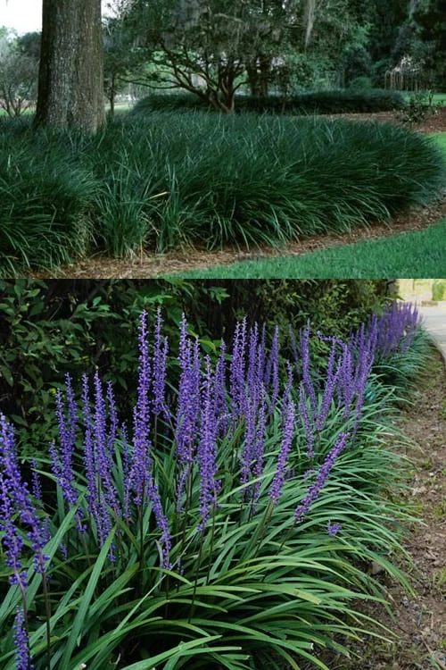 Big Blue Lilyturf - Liriope Muscari - 18 Count Flat Of Pint Pots - Image 4