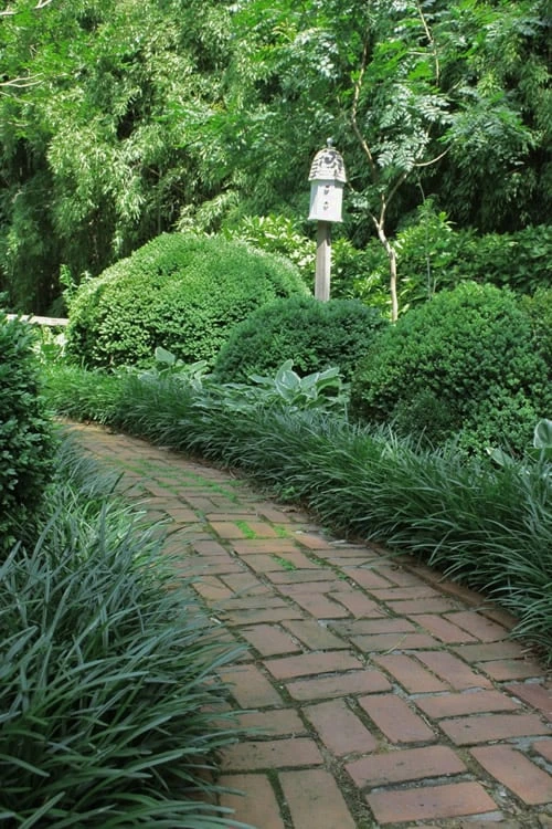 Emerald Goddess Liriope (Lilyturf) - 6-Pack Of 1 Gallon Pots - Image 4