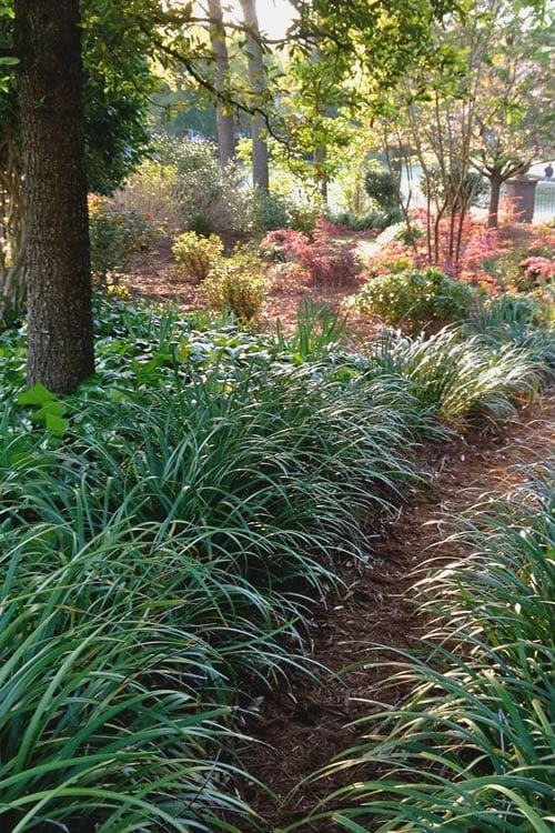 Emerald Goddess Liriope (Lilyturf) - 6-Pack Of 1 Gallon Pots - Image 6