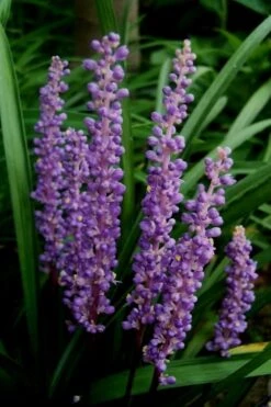 Royal Purple Liriope (Lilyturf) - 1 Gallon Pot