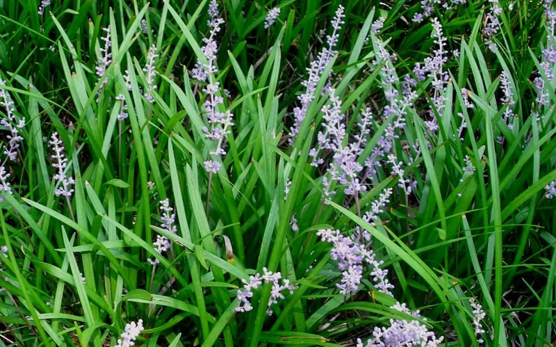 Creeping Lilyturf (Liriope Spicata) - 36 Pack Of 3.5" Pint Pots - Image 4