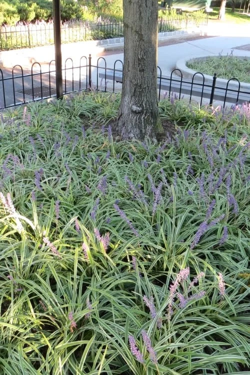 Variegated Liriope - Lilyturf - 18 Count Flat Of 3.5" Pint Pots - Image 6