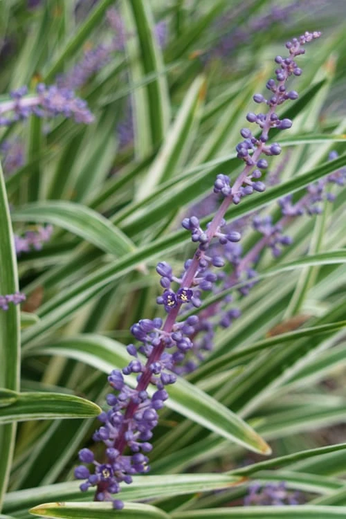 Variegated Liriope - Lilyturf - 18 Count Flat Of 3.5" Pint Pots - Image 7