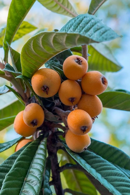 Loquat Tree - Eriobotrya Japonica - 3 Gallon Pot