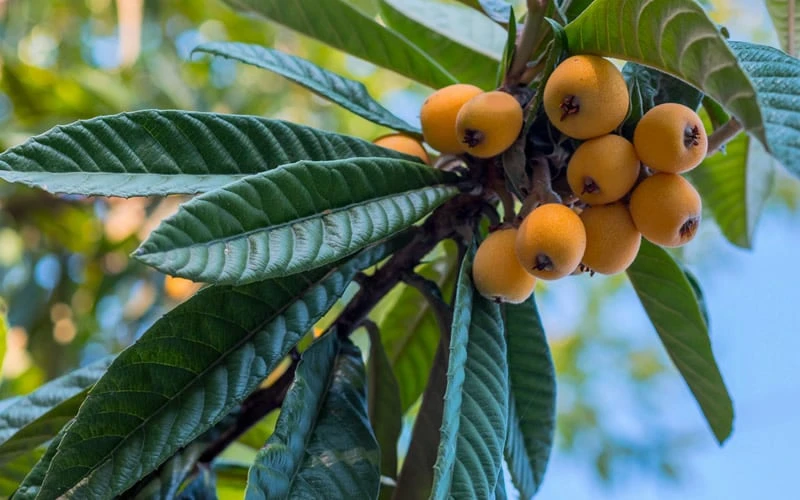 Loquat Tree (Eriobotrya Japonica) - 7 Gallon Pot (6-7') - Image 5