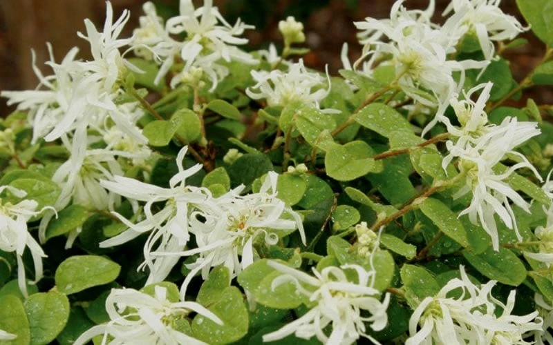 Emerald Snow Loropetalum (Chinese Fringeflower) - 1 Gallon Pot - Image 9