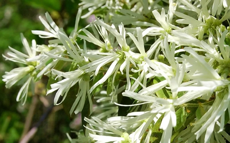 Emerald Snow Loropetalum (Chinese Fringeflower) - 2 Gallon Pot - Image 8