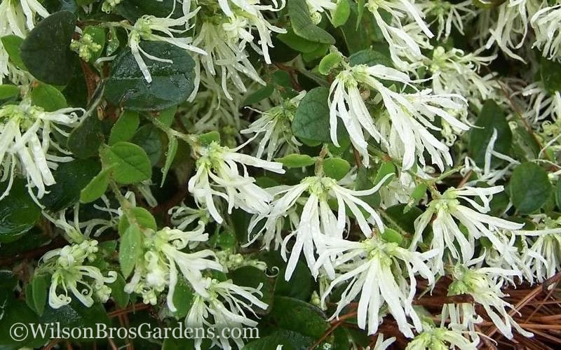 Emerald Snow Loropetalum (Chinese Fringeflower) - 1 Gallon Pot - Image 5
