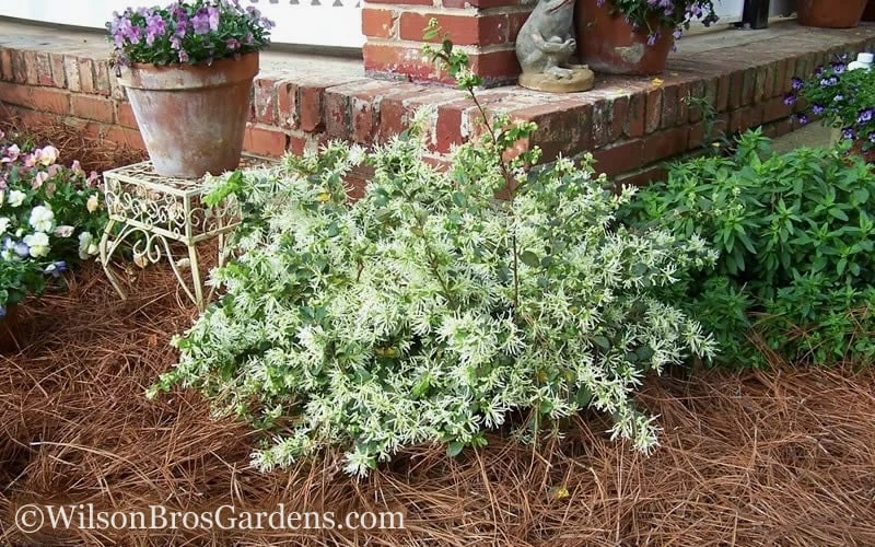 Emerald Snow Loropetalum (Chinese Fringeflower) - 1 Gallon Pot - Image 6