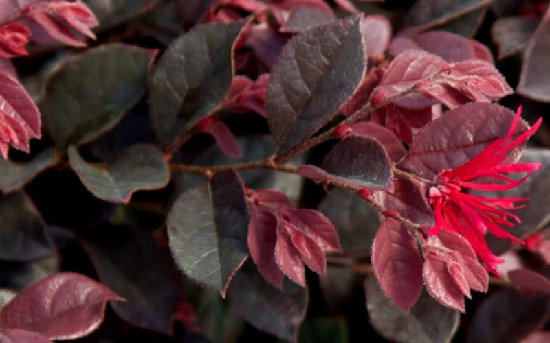 Purple Daydream Dwarf Loropetalum - 3 Gallon Pot - Image 7