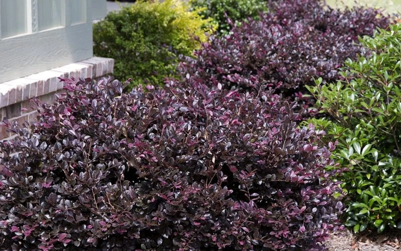 Purple Daydream Dwarf Loropetalum - 1 Gallon Pot - Image 4