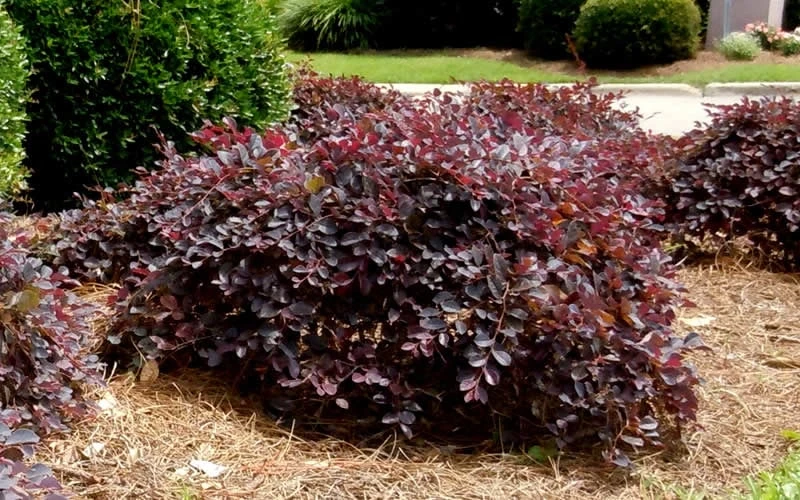 Purple Daydream Dwarf Loropetalum - 2 Gallon Pot - Image 6