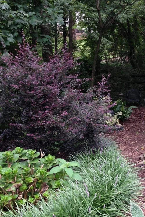 Purple Diamond Loropetalum - 1 Gallon Pot - Image 3