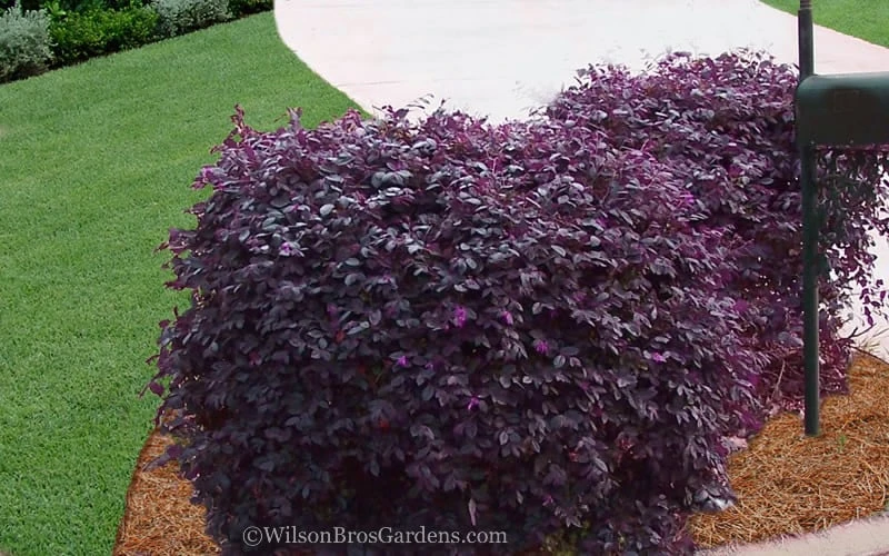 Purple Diamond Loropetalum - 1 Gallon Pot - Image 4
