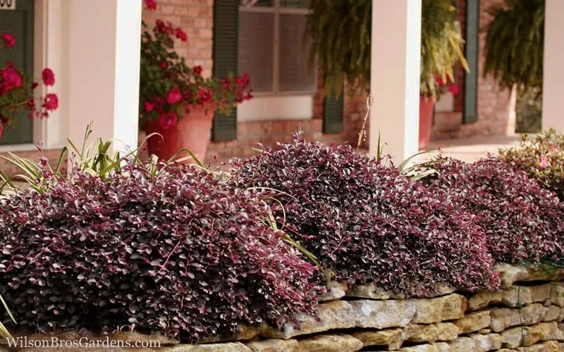 Purple Pixie Loropetalum - 1 Gallon Pot - Image 4