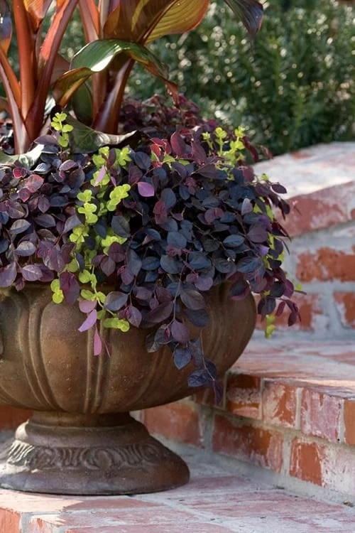 Purple Pixie Loropetalum - 1 Gallon Pot - Image 6