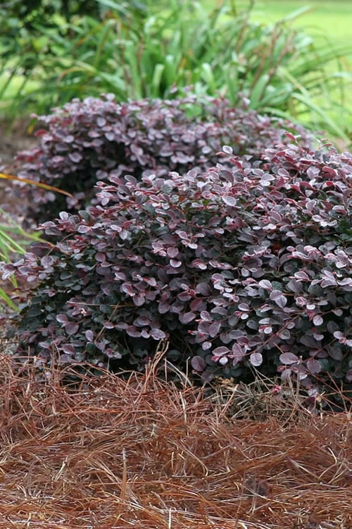 Purple Pixie Loropetalum - 2 Gallon Pot