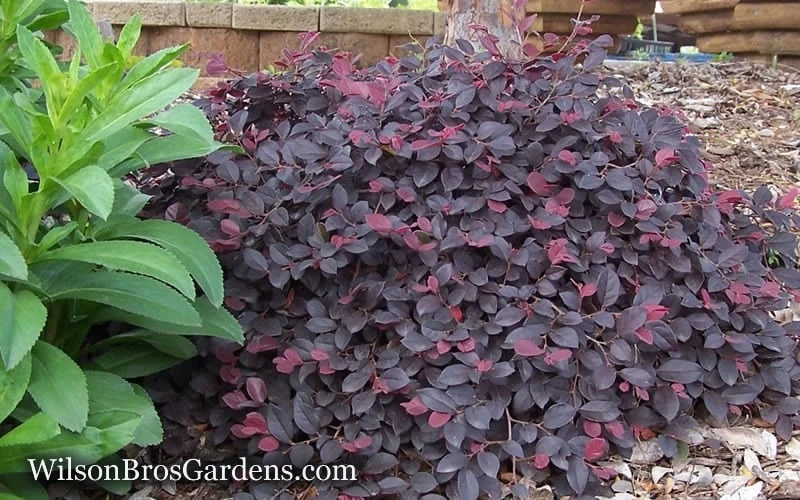 Purple Pixie Loropetalum - 3 Gallon Pot - Image 8