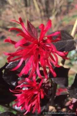 Red Diamond Loropetalum - 1 Gallon Pot