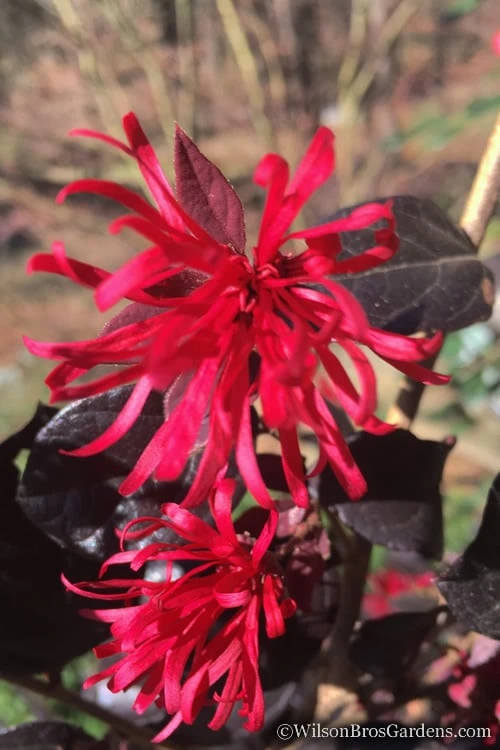 Red Diamond Loropetalum - 2 Gallon Pot