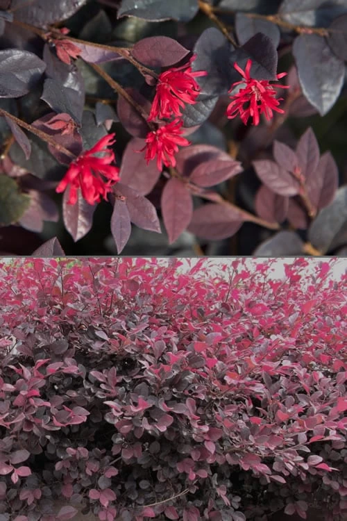 Red Diamond Loropetalum - 7 Gallon Pot - Image 5