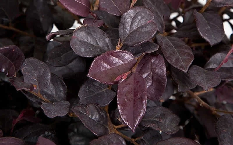 Red Diamond Loropetalum - 1 Gallon Pot - Image 6
