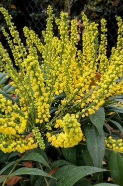 Marvel Mahonia - 2 Gallon Pot
