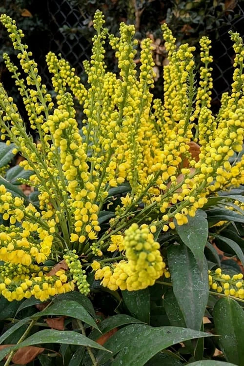 Marvel Mahonia - 3 Gallon Pot
