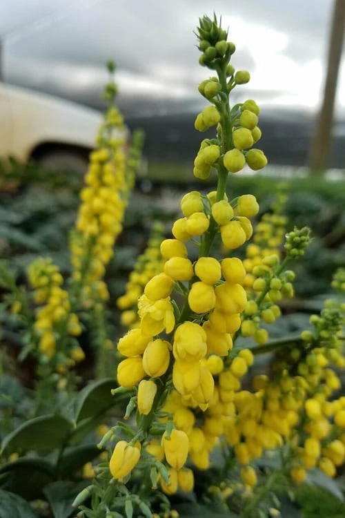 Marvel Mahonia - 3 Gallon Pot - Image 6