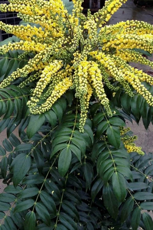 Marvel Mahonia - 2 Gallon Pot - Image 5