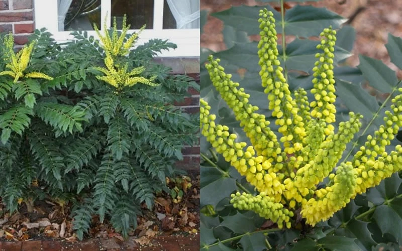 Marvel Mahonia - 2 Gallon Pot - Image 7