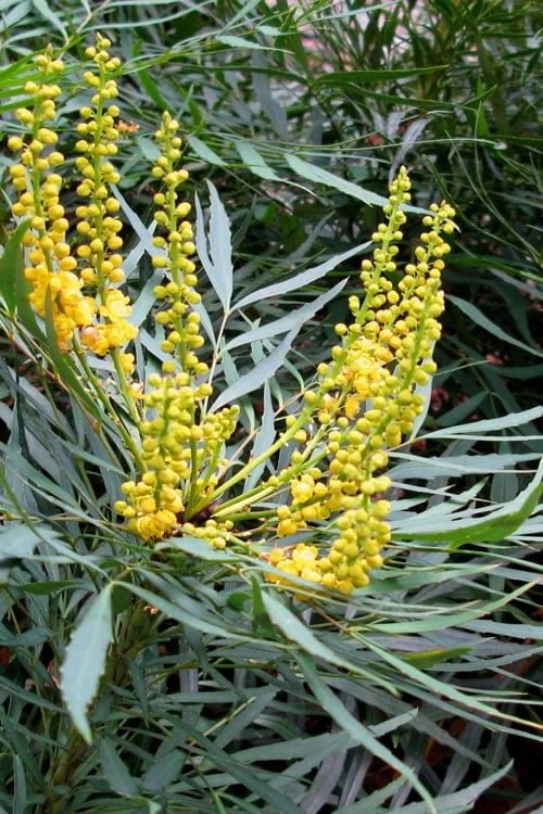 Soft Caress Mahonia - 2 Gallon Pot - Image 7